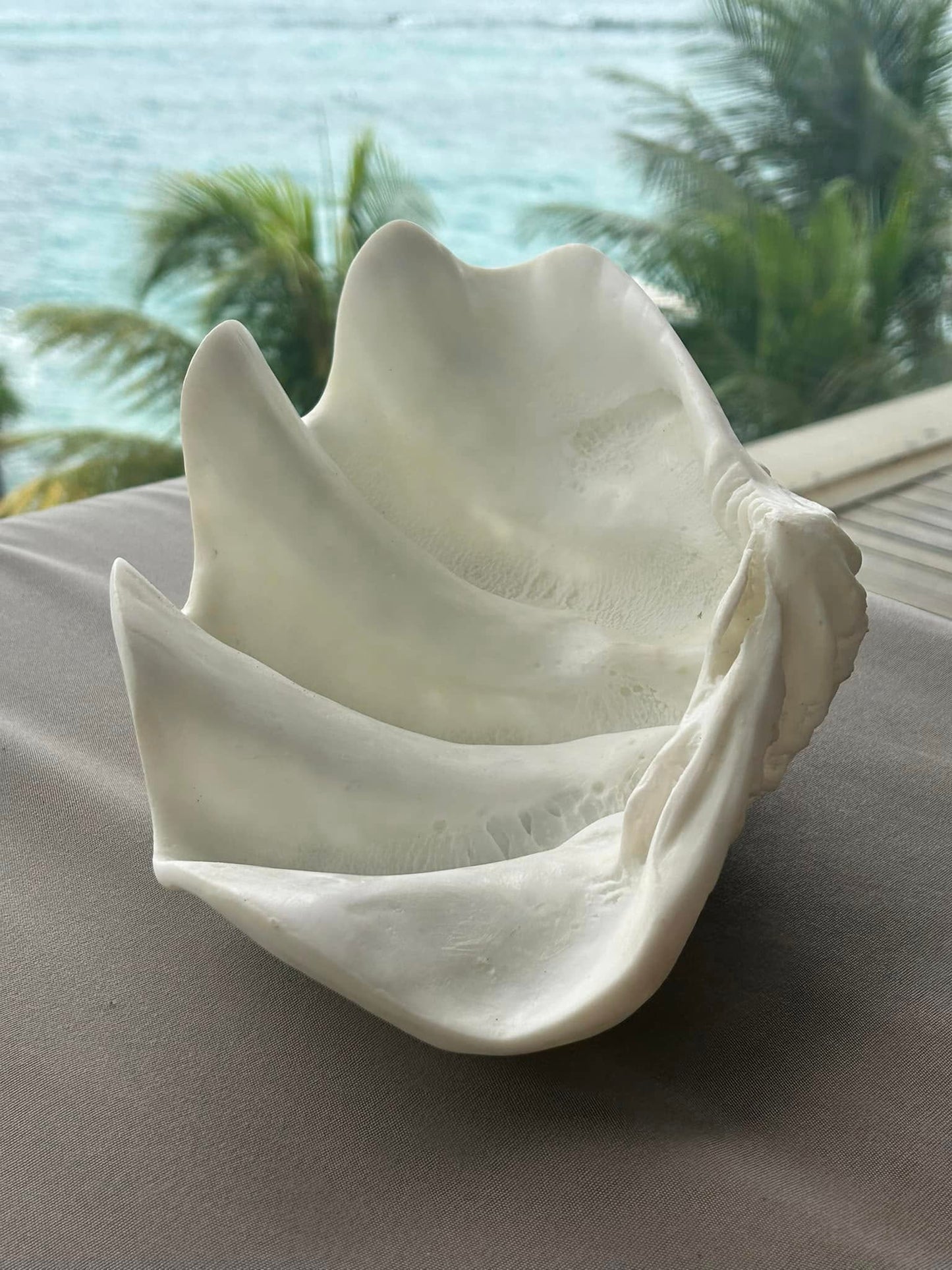 Clam Shells - Small