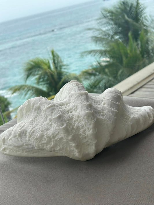Clam Shells - Large